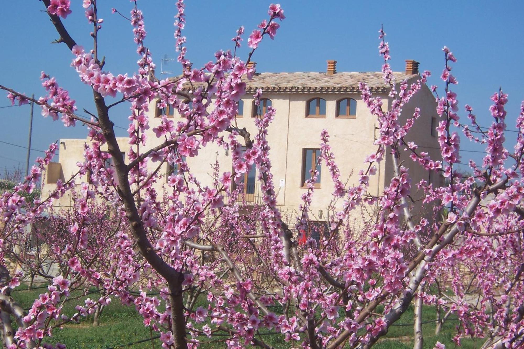 Mas Taniet Hotel Rural Benissanet Exteriör bild